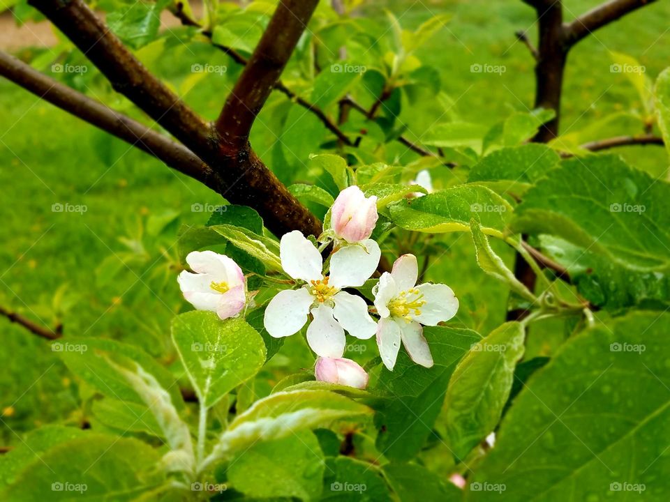 Flowers in our yard with the morning dew