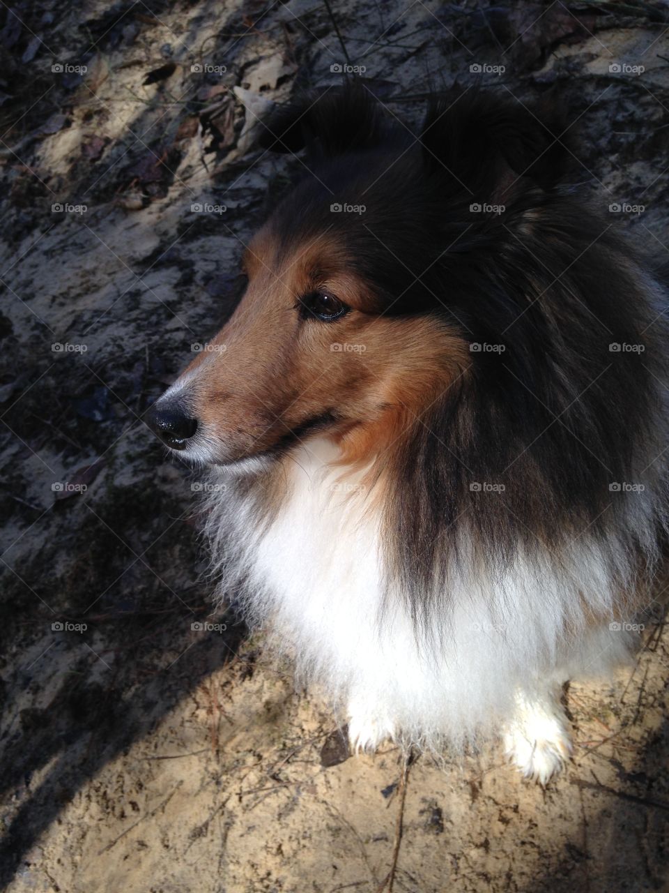Staring sheltie