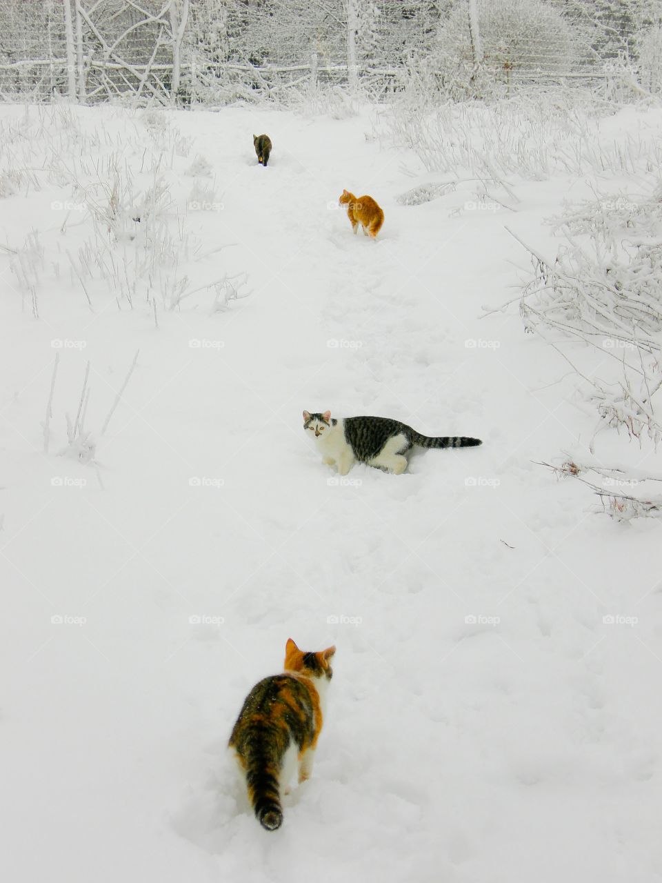Cats playing on snowy landscape