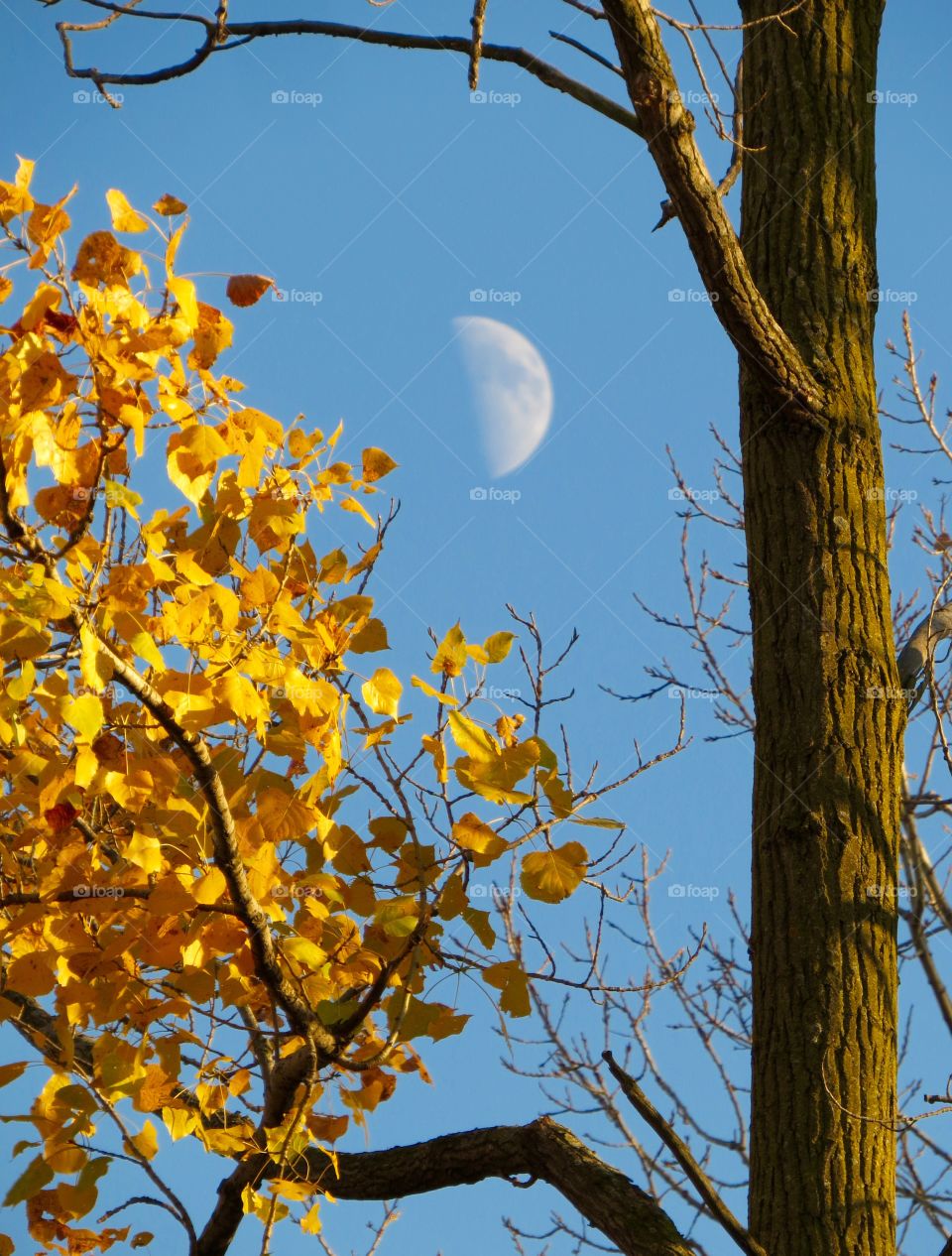 Half moon during autumn, take 2