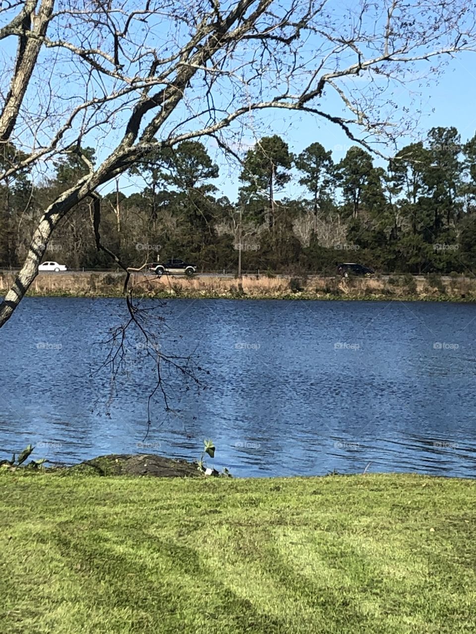 A lake In Louisianna with trees and green grass. 