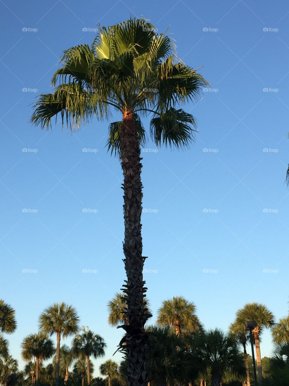 Low angle view of palm tree