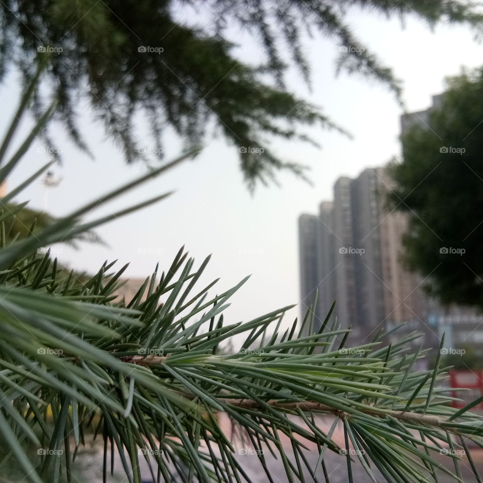 Cakrawala bunga/زهرة الأفق/Flower horizon/花草视界