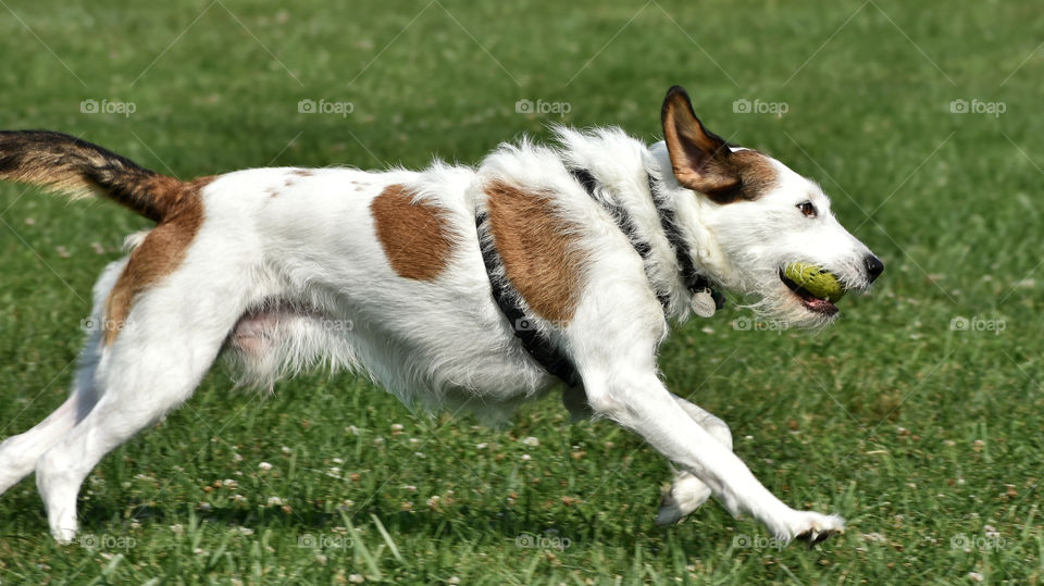 Beautiful dog playing with tennis ball in field of grass 