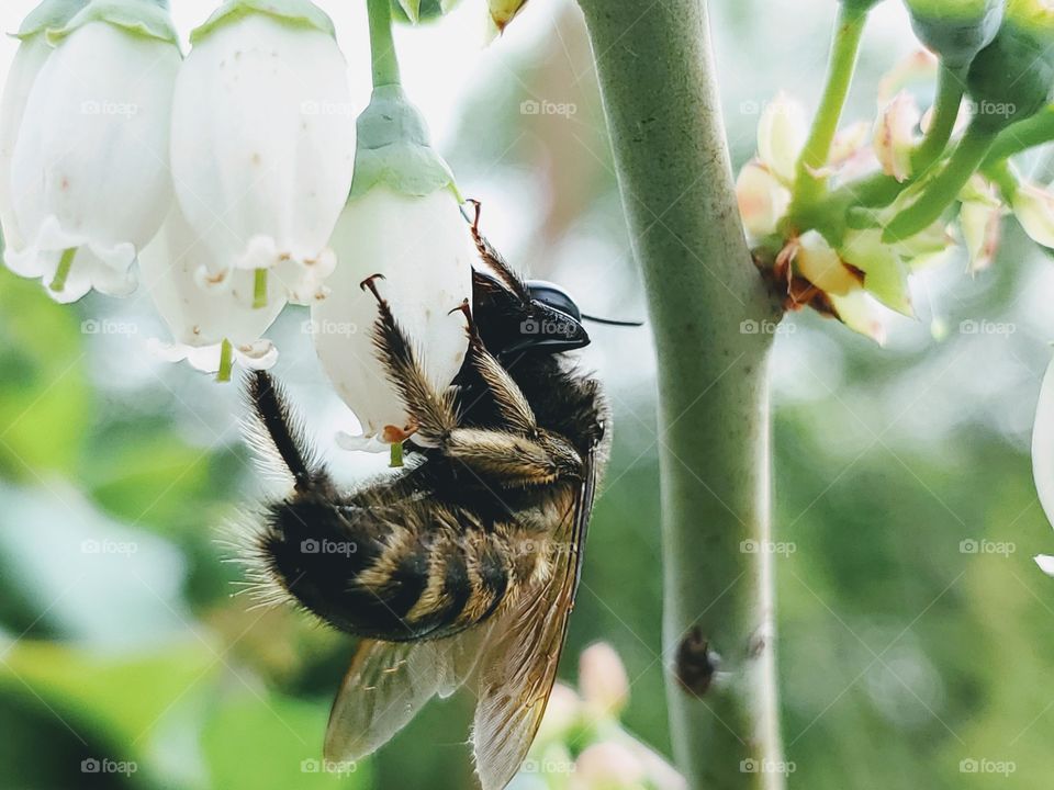 Black and bronze striped bumblebee pollinating a white blueberry flower.