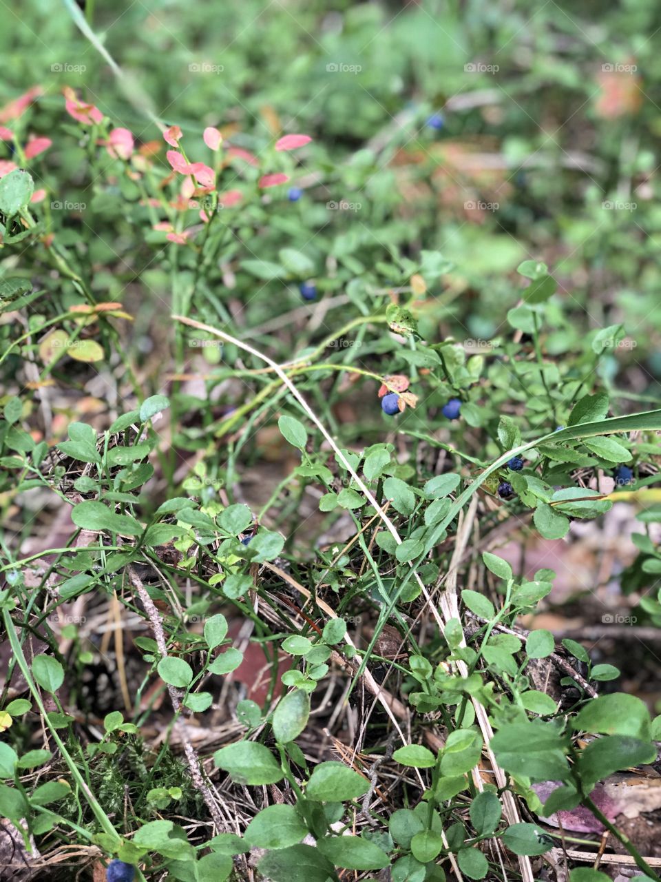 Blueberry berries in the forest 