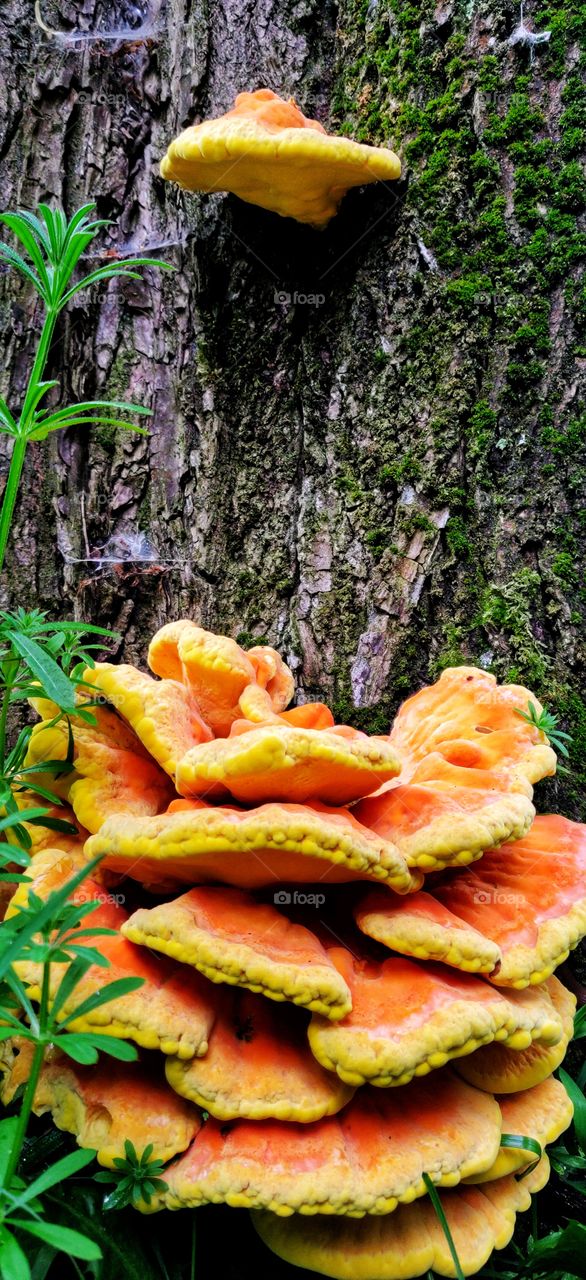 A tree’s most important means of staying connected to other trees is a “wood wide web” of soil fungi that connects vegetation in an intimate network that allows the sharing of an enormous amount of information and goods.