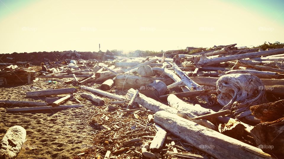 Driftwood