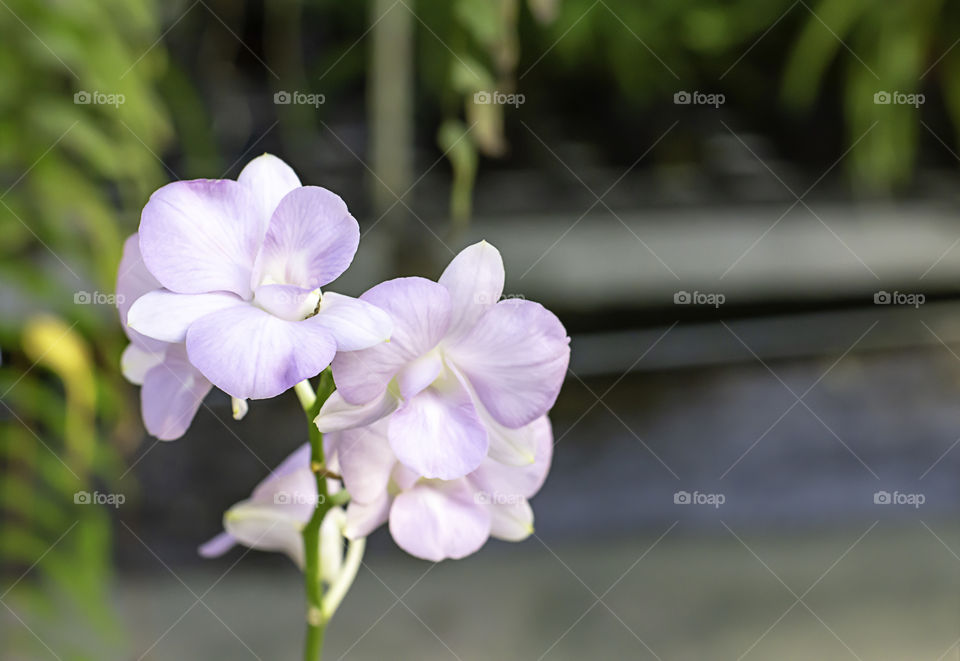 Beautiful White Orchid and patterned purple spots Background blurred leaves in the garden.