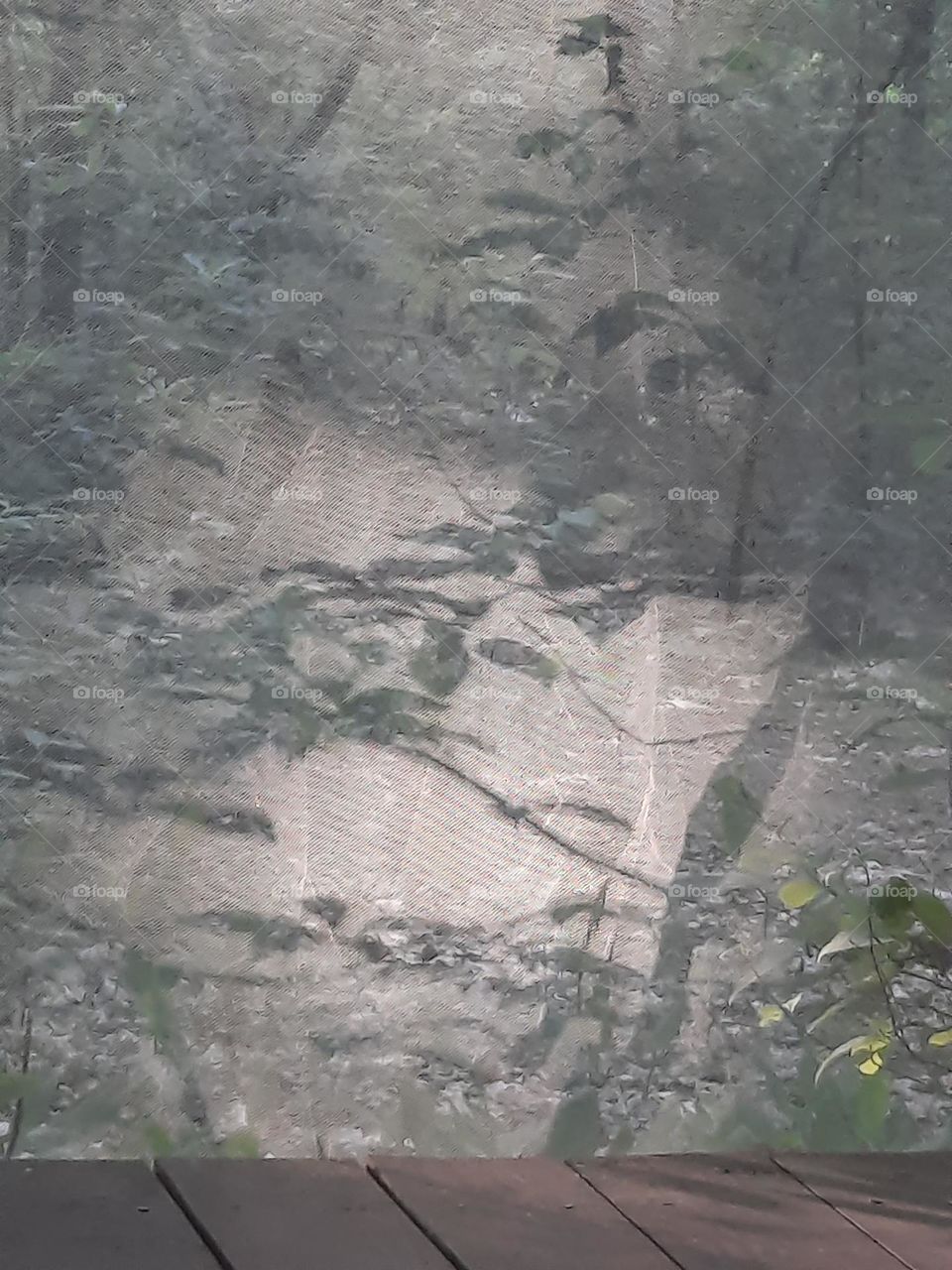 leaves and branches  shade on curtain