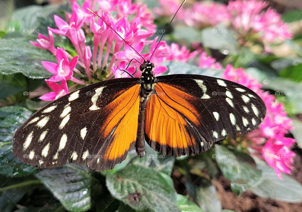 Butterfly on flower