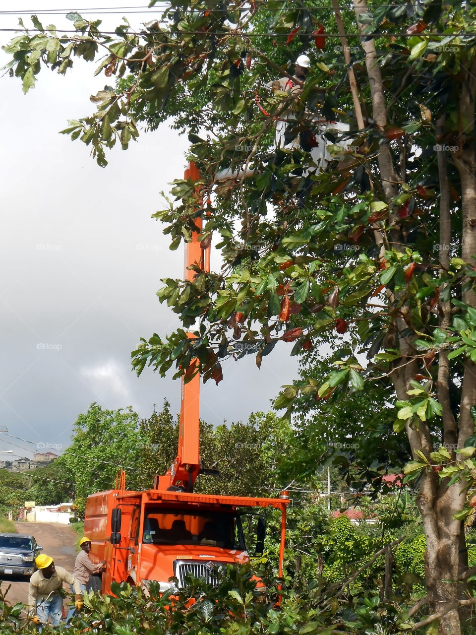 Pruning Limbs