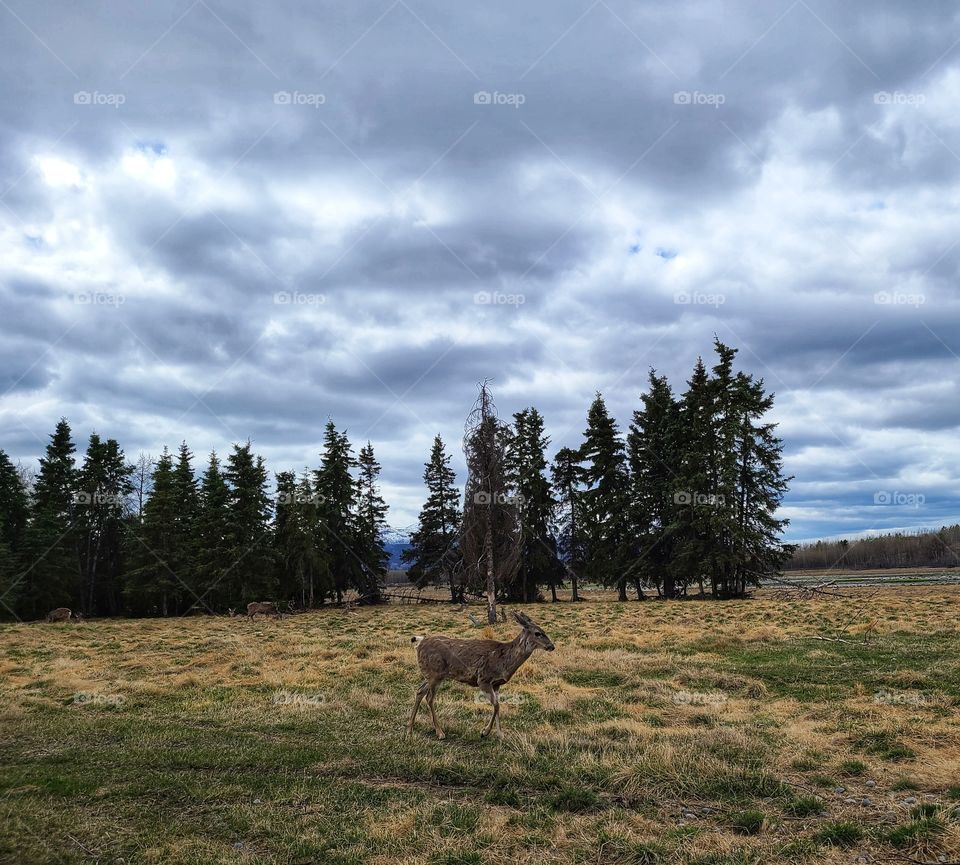 Deer on the grassy field