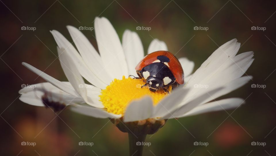 ladybug