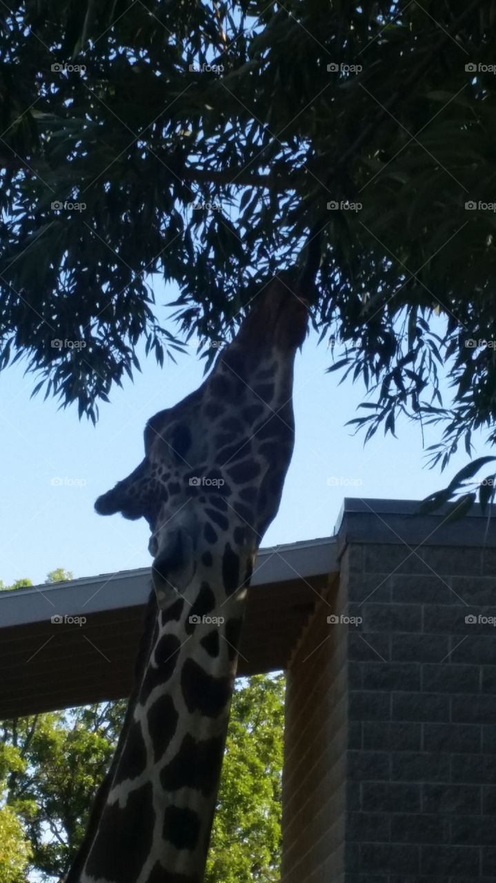 Giraffe, Tallest, Nature, Tree, Wildlife