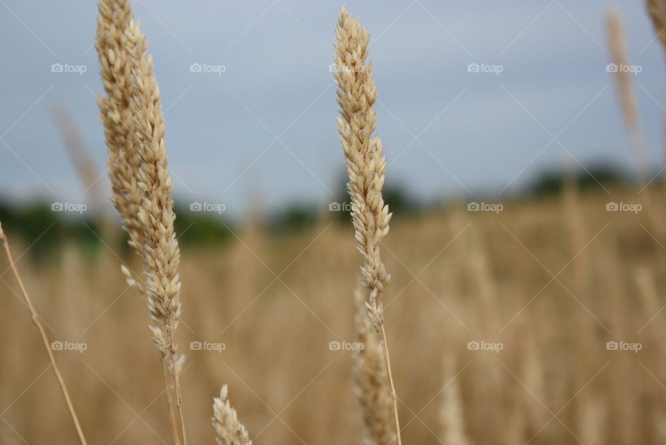 wheat