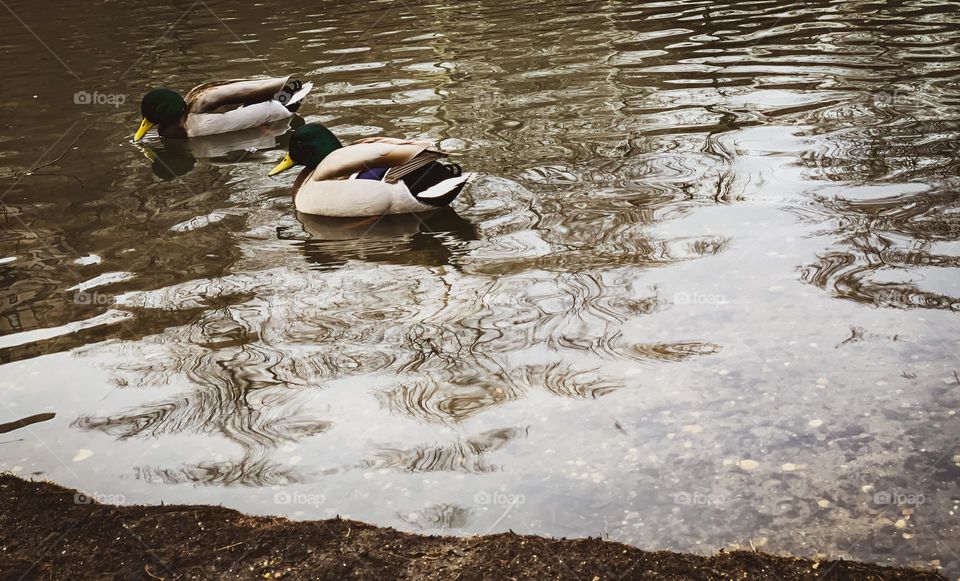 Two ducks in river