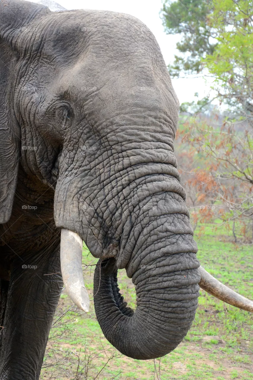 Elephant