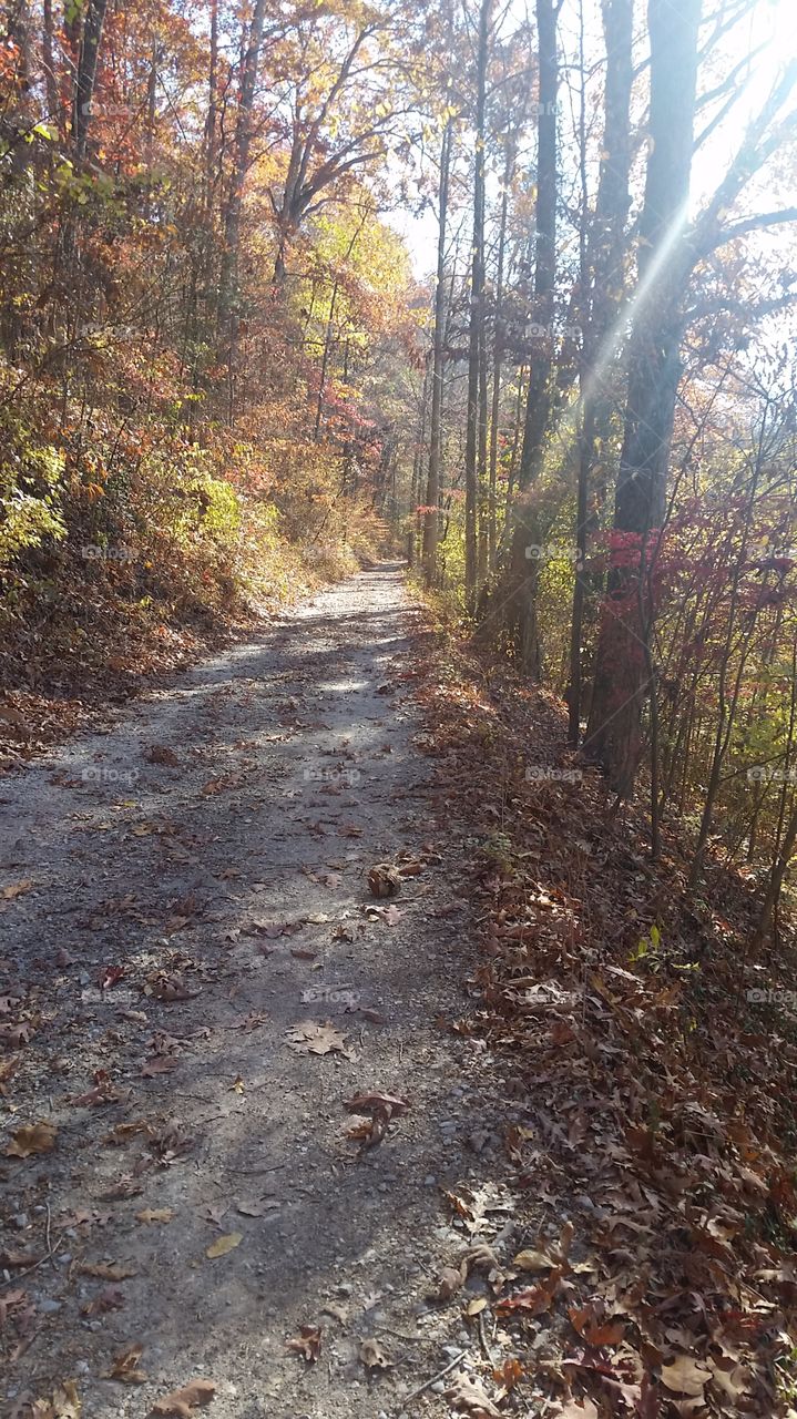 roadway in Tennessee