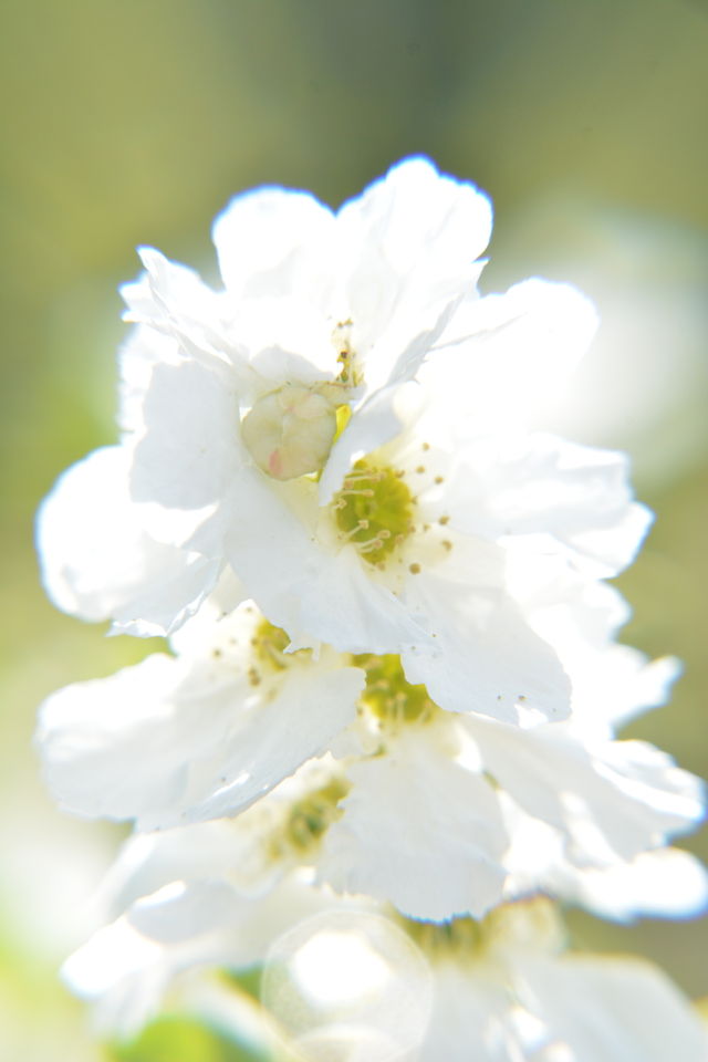Flowers of spring