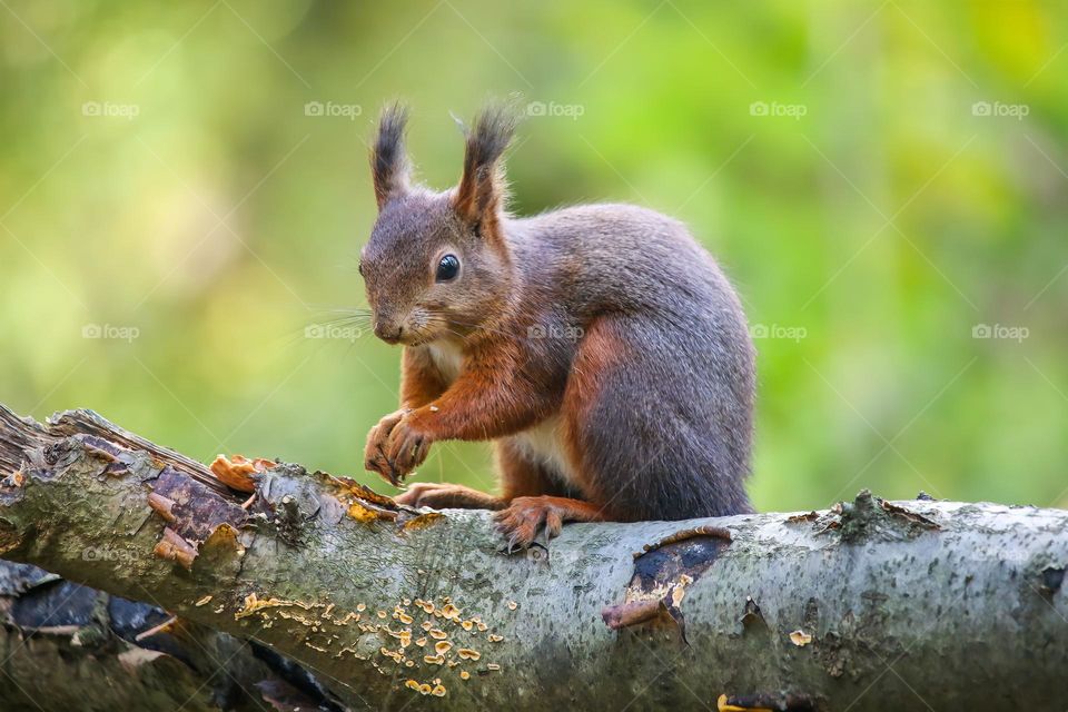 Red squirrel close up portrait on wood