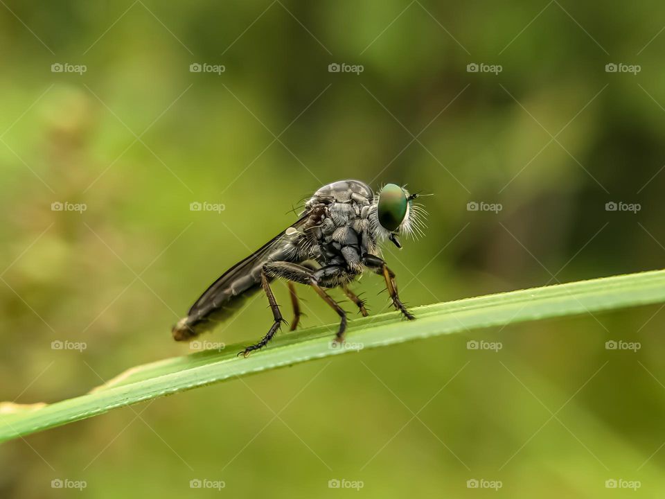 Insect close-up, Photo of a macro robber fly on a leaf.