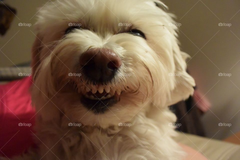 Bobby, smiling dog