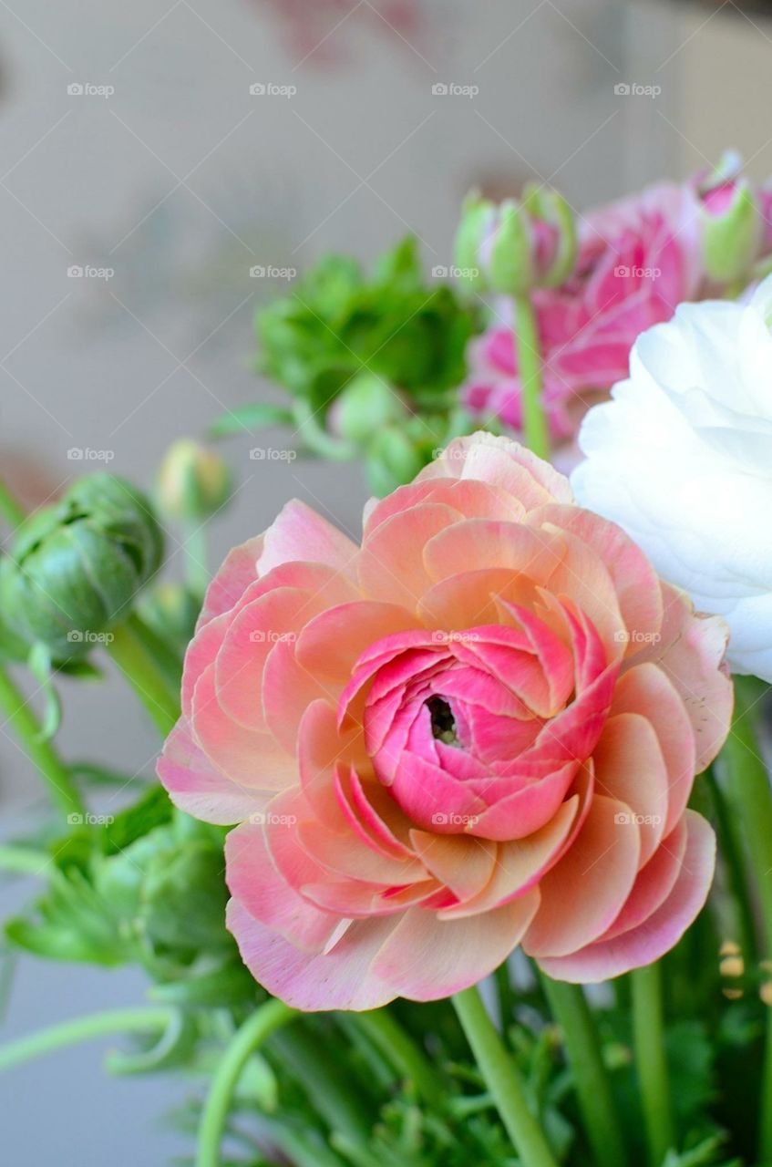 Ranunculus