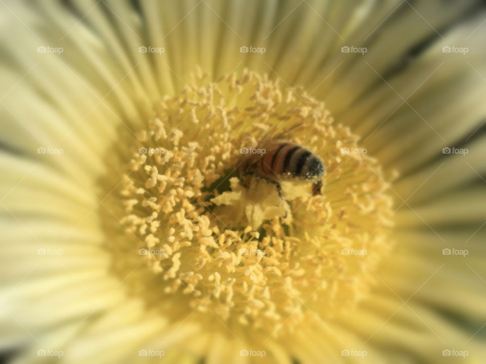 A bee is collecting nectar of a yellow flower.
