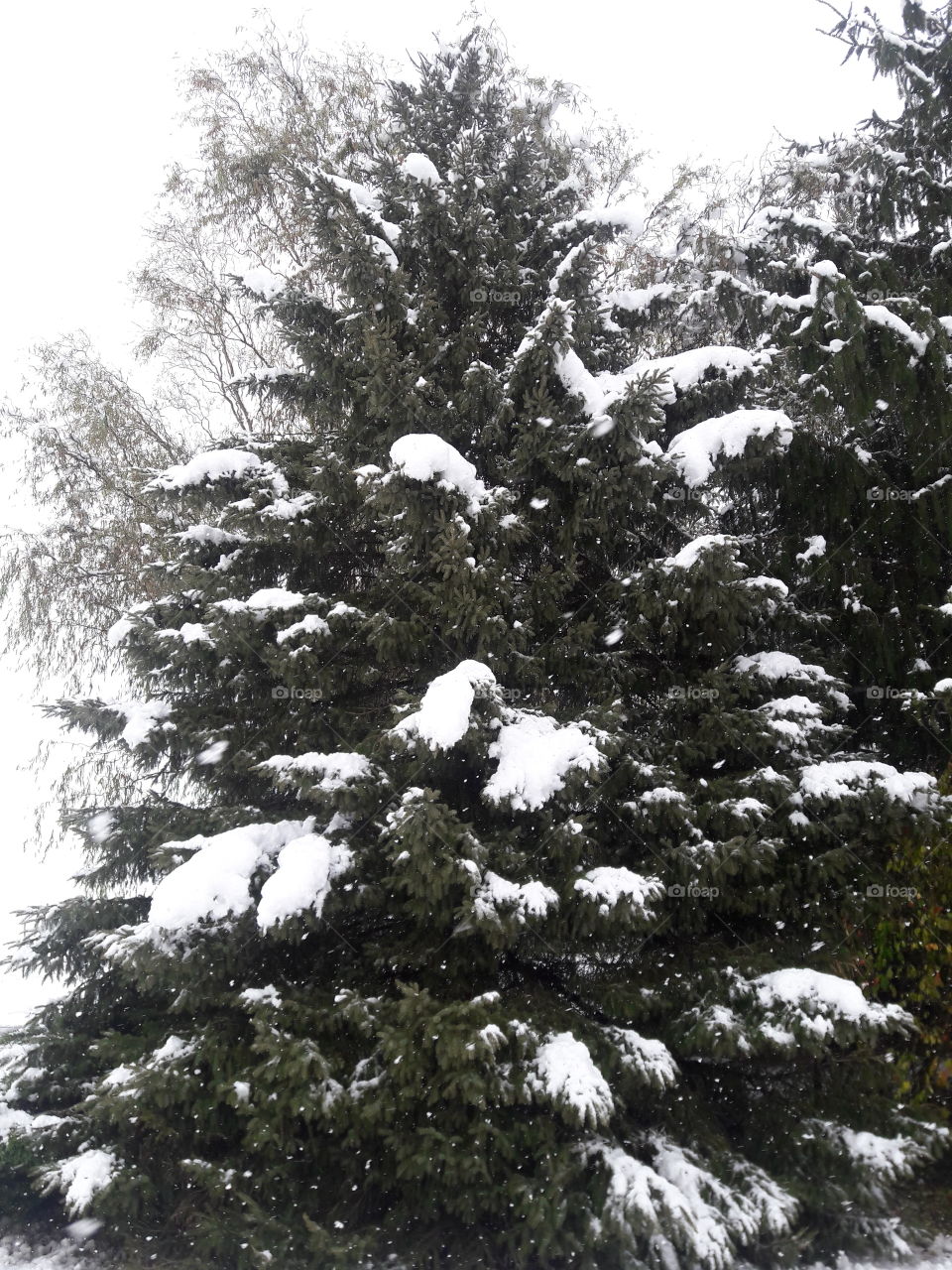 Trees in snowy forest