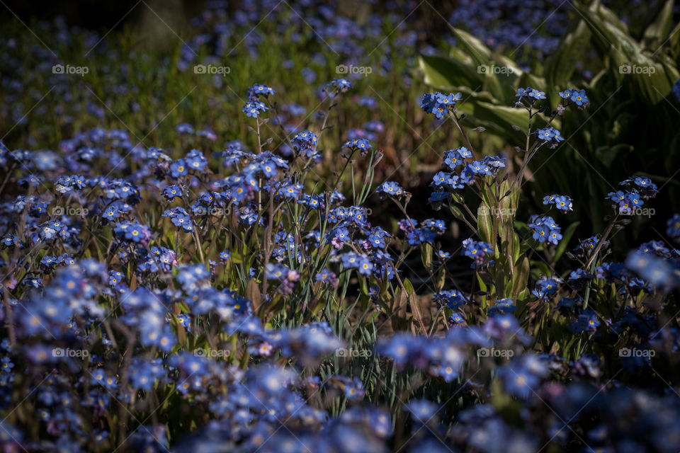 Purple flowers 