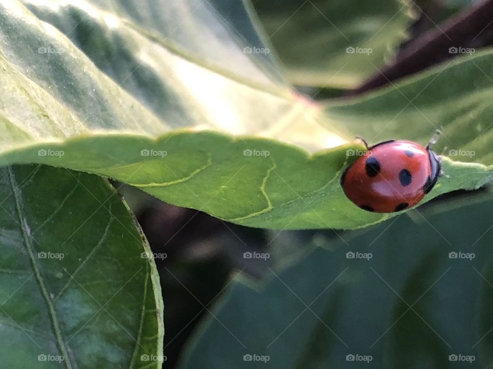 Beautiful ladybug on a green leaves 