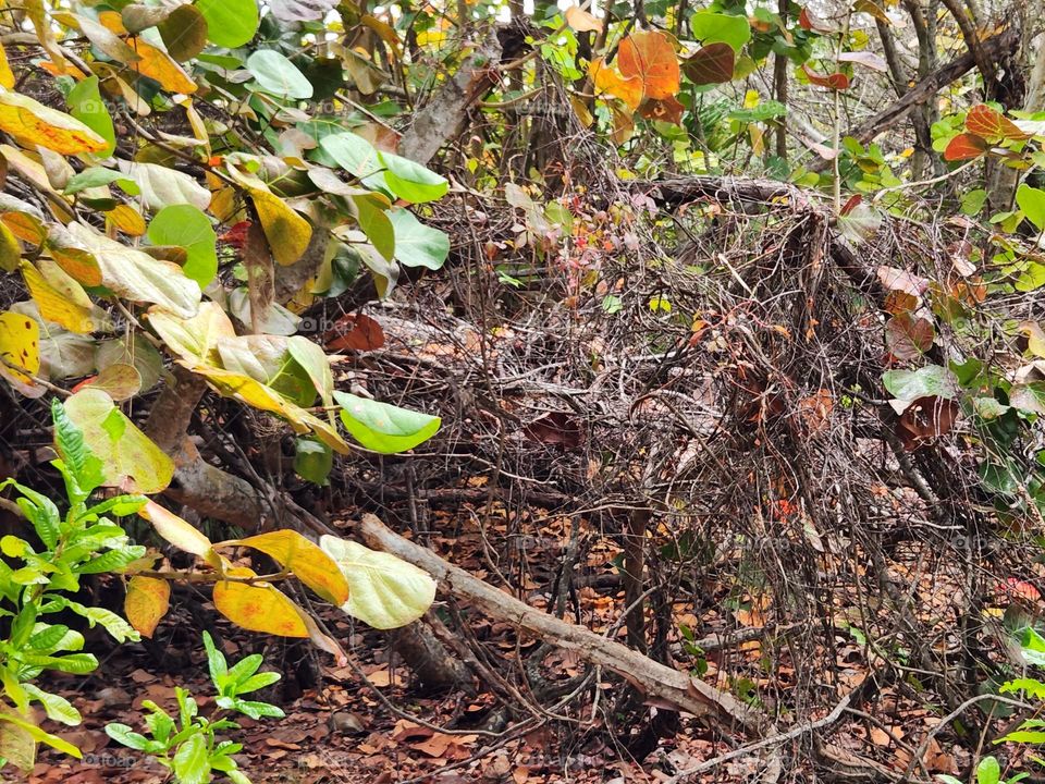 Pathway into to the forest