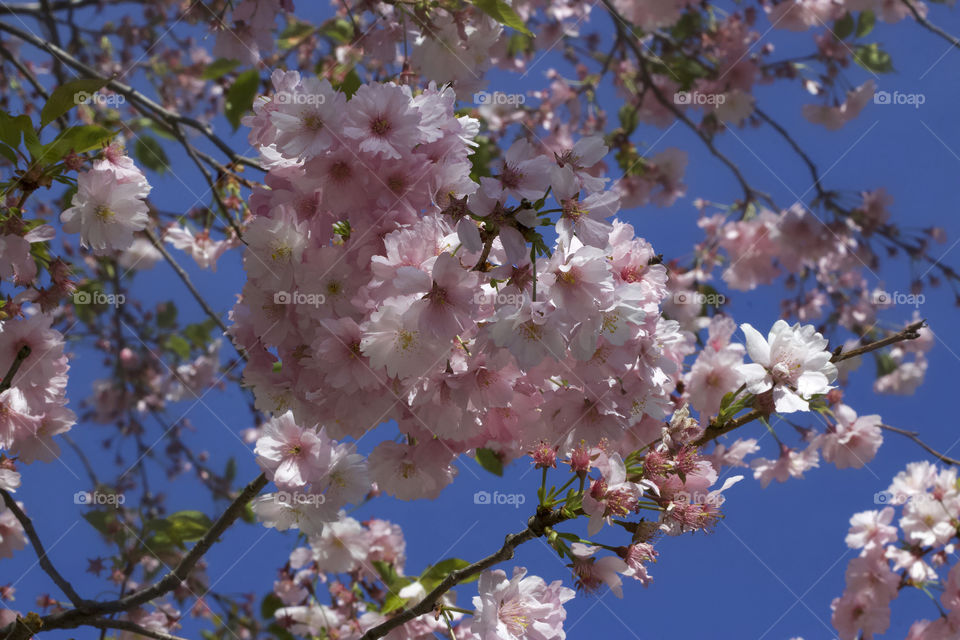 Japanese cherry blossoms