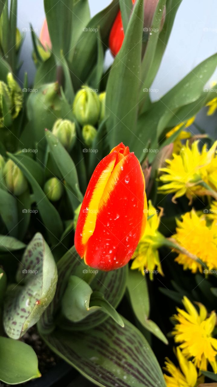 Variegated tulip