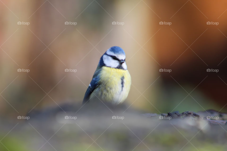 Bluetit