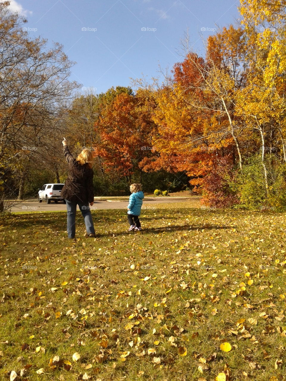 Fall, Tree, Leaf, Park, Maple