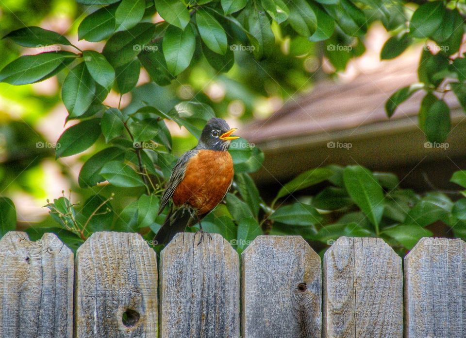 Robin perching on fence