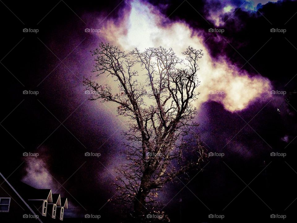 leafless tree with a purple silhouette as the clouds behind it part for a ray of sunlight to shine through