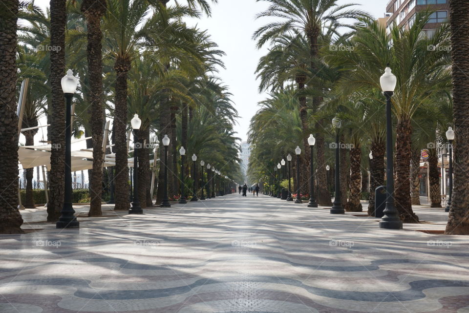 Promenade#nature#palms#sky#walk#photography