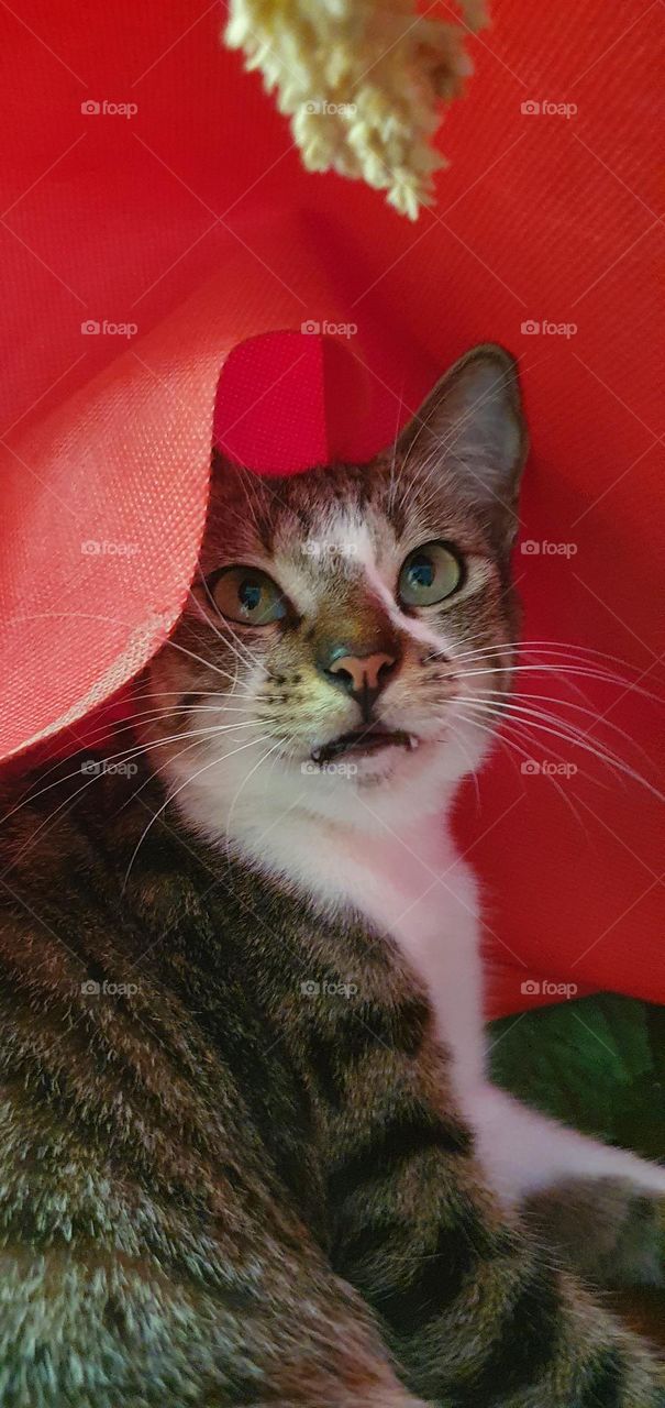 Editors' Choice : Photo of the week