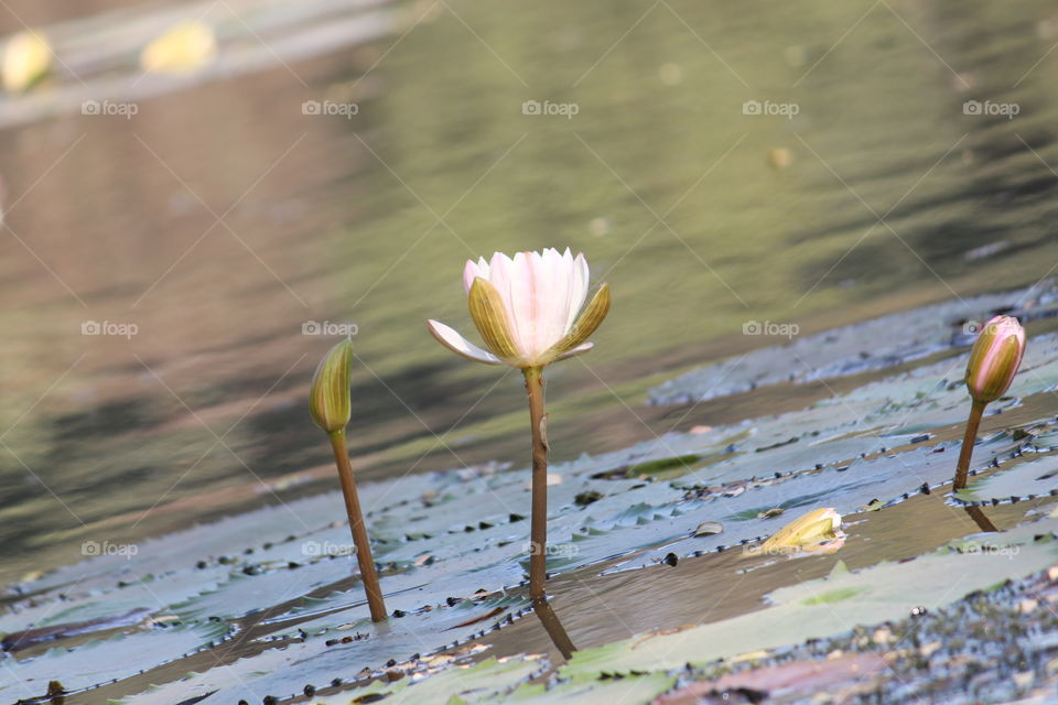 lotus with its buds in middle of lake