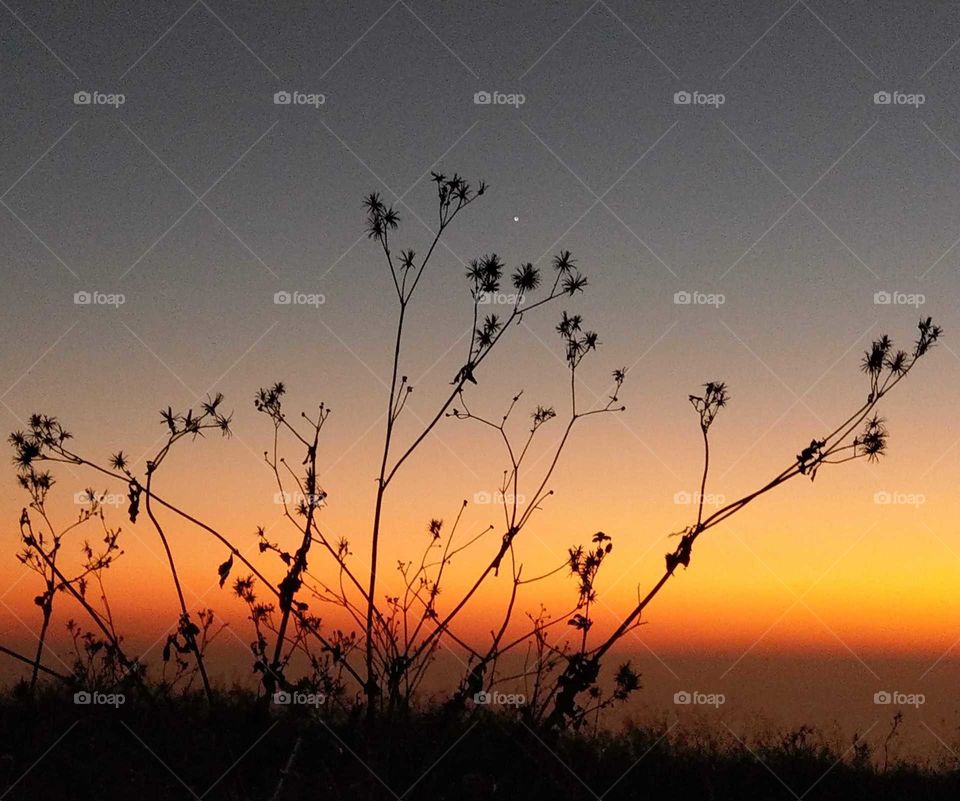 Light: natural vs artificial. the field's weeds also can be beautiful in the twilight.