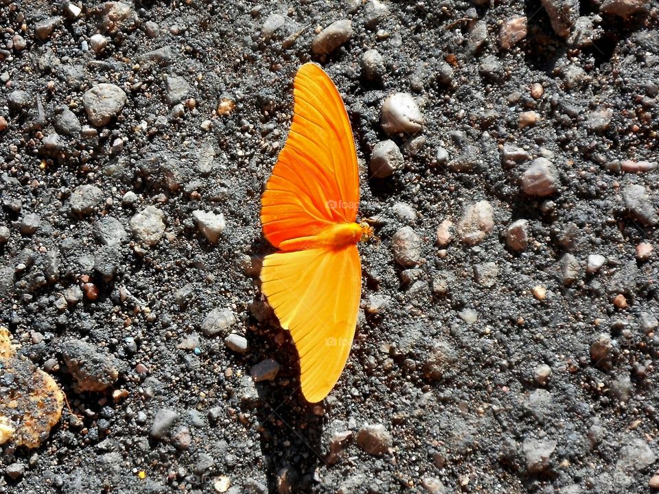 Orange Butterfly