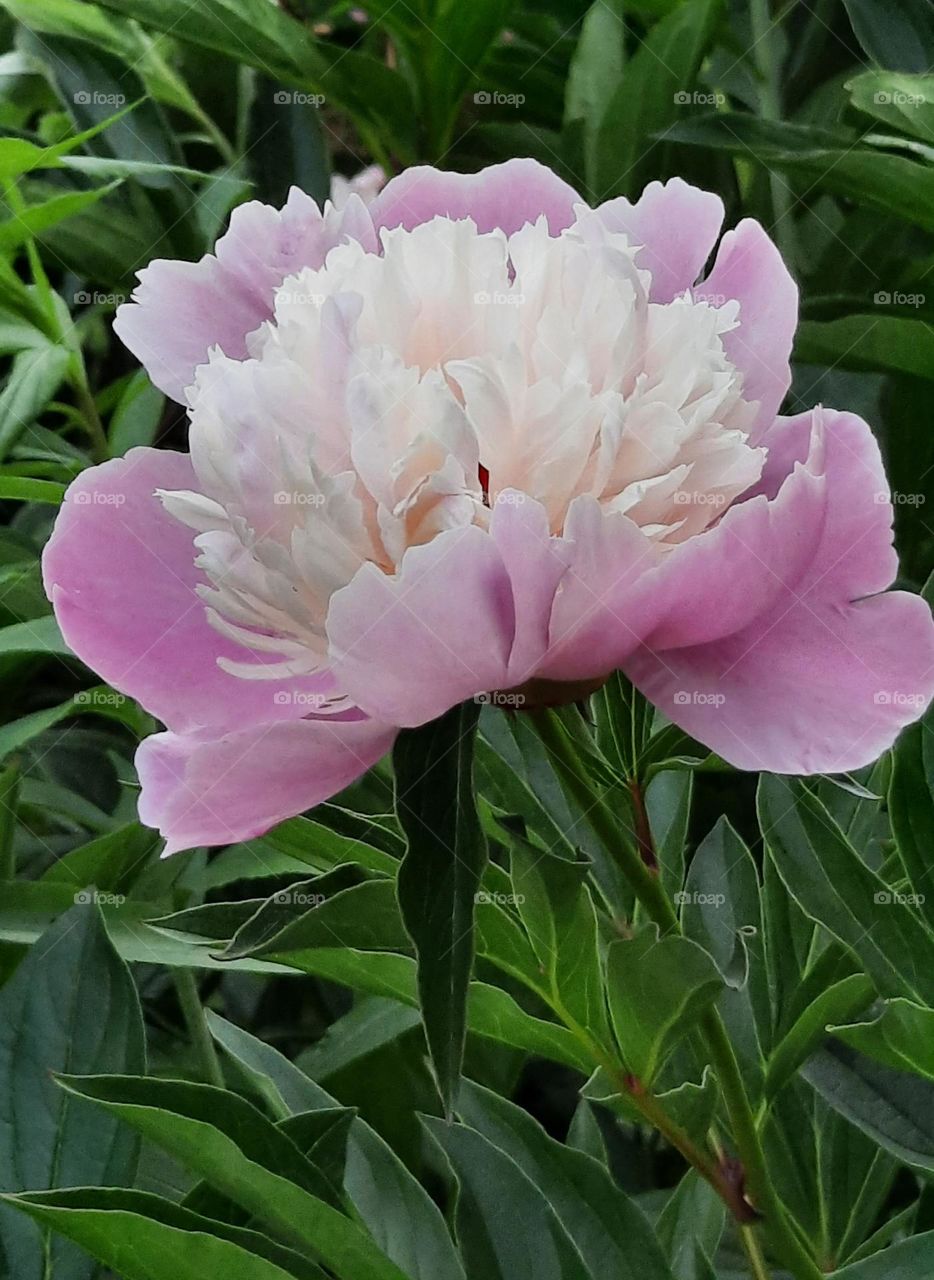 pink an white peony  in spring