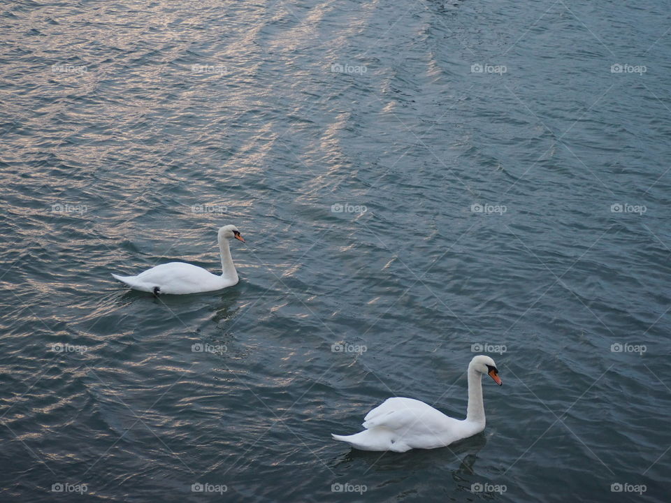 Swans in Southampton