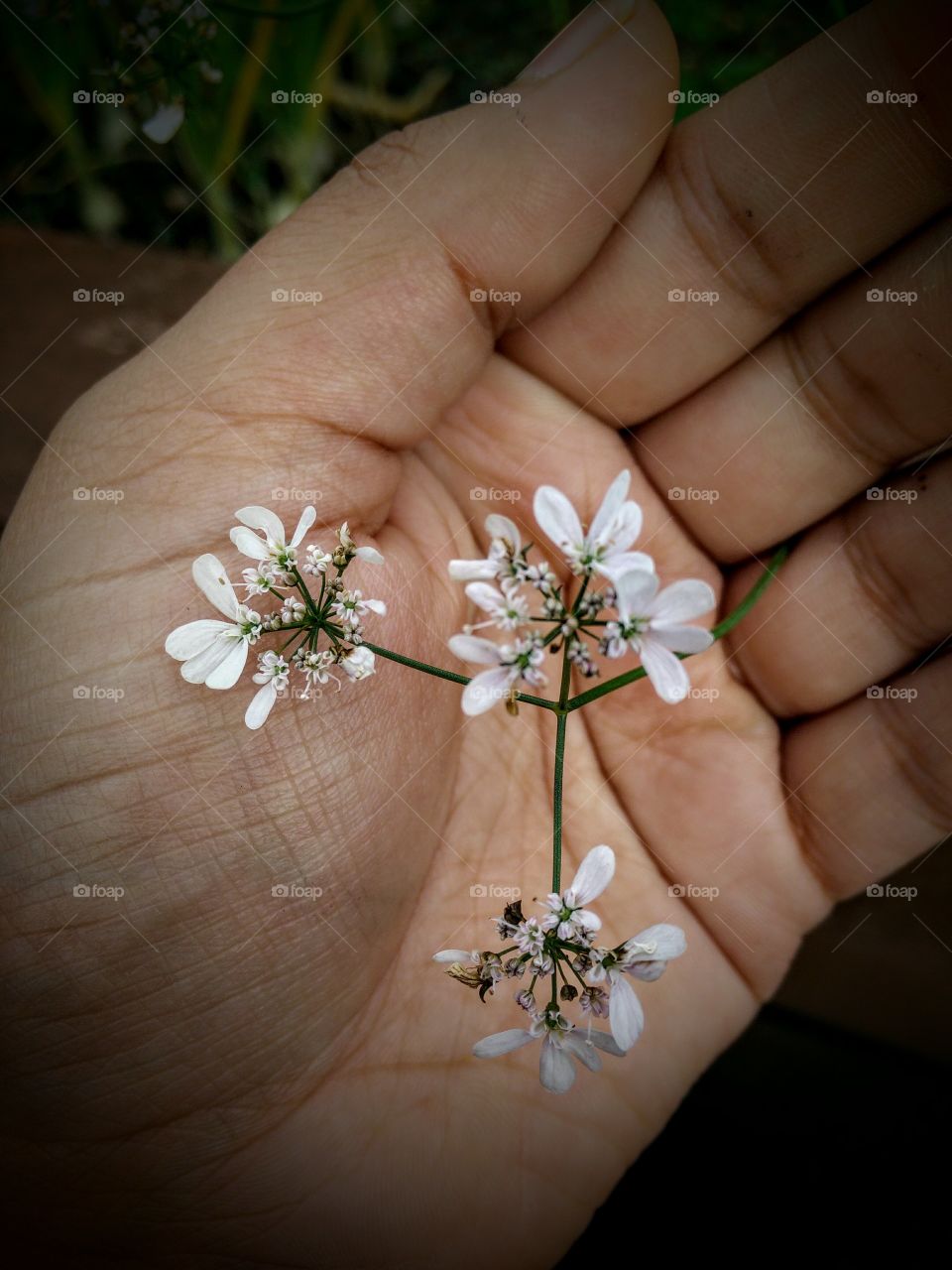 flowering