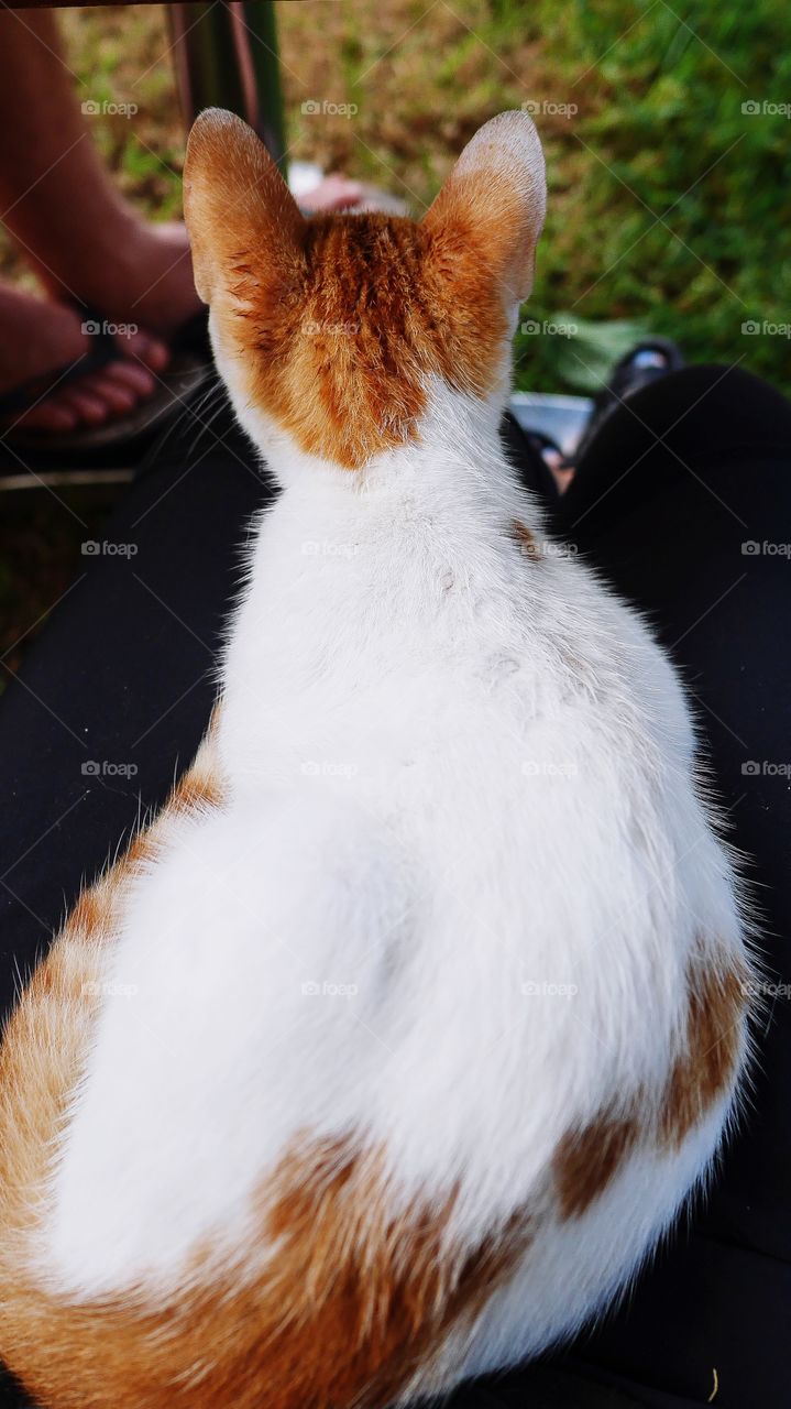 Cat on lap