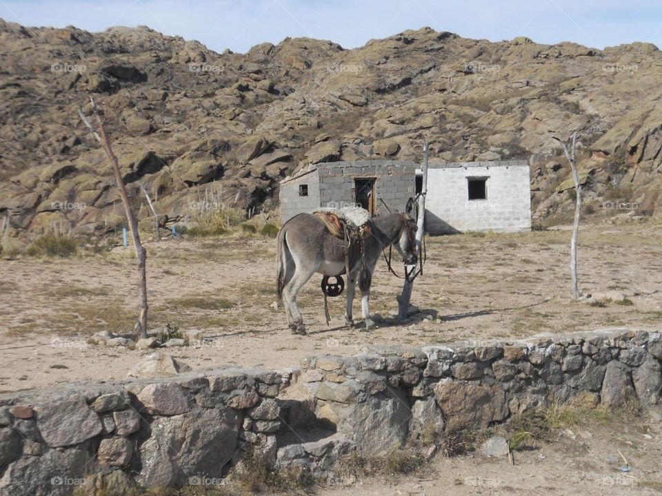 el burro en el campo