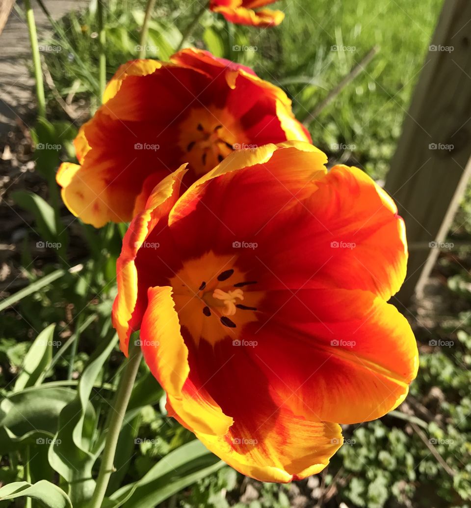 Two red and yellow tulips—taken in Dyer, Indiana 